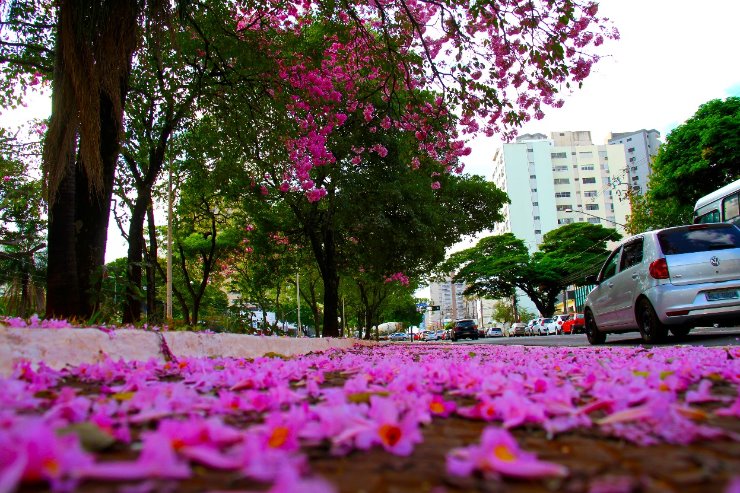 Imagem: Campo Grande, capital do Estado que completa 46 anos neste mês e que se destaca no cenário nacional 