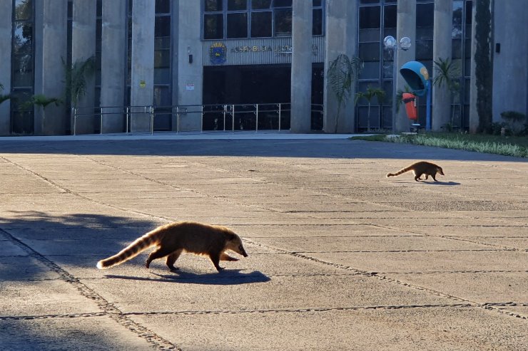 Imagem: Assembleia Legislativa de Mato Grosso do Sul tem expediente normal até quarta-feira, dia 1º, e ponto facultativo no dia 3, após o feriado 