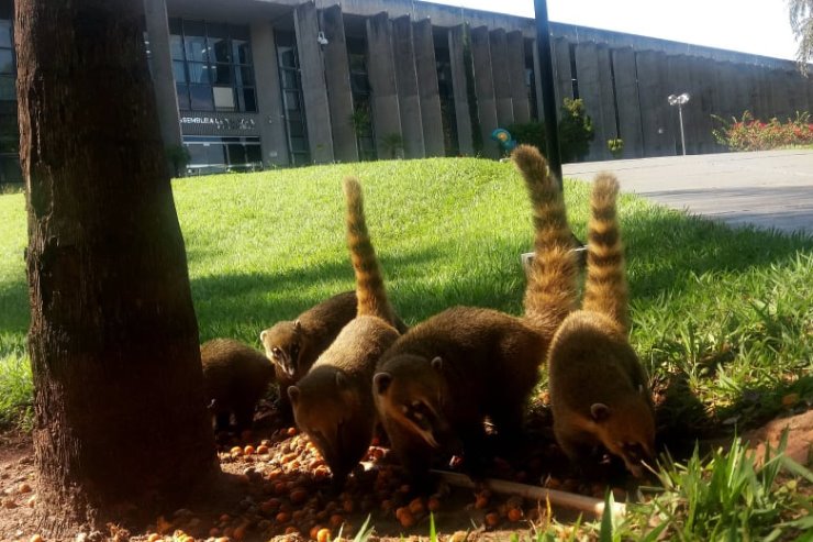 Imagem: Assembleia Legislativa de Mato Grosso do Sul, instalada em espaço com rica natureza, tem o meio ambiente entre suas principais pautas 
