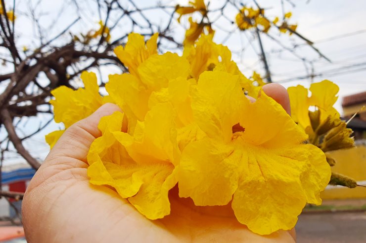 Imagem: Campanha ganha colorido especial com a florada de ipês amarelos em Mato Grosso do Sul