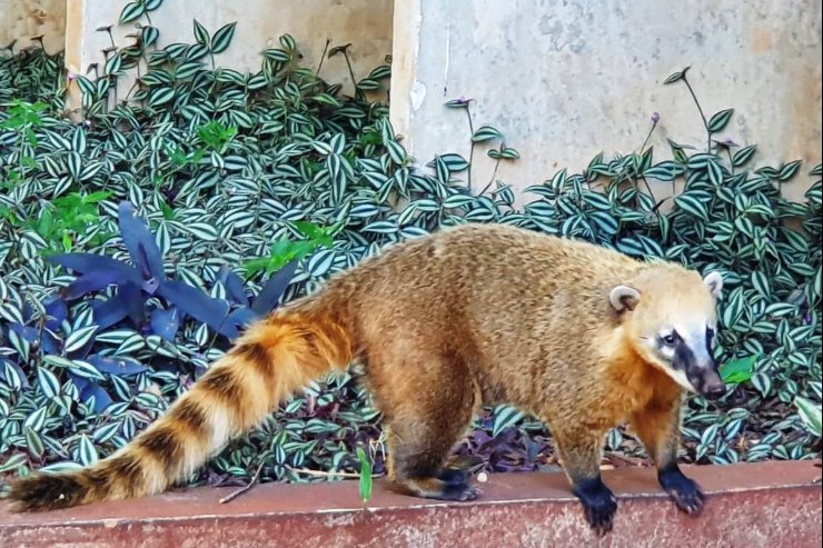 Imagem: ALEMS comemora o Dia Mundial do Meio Ambiente em bate-papo com veterinárias do Imasul