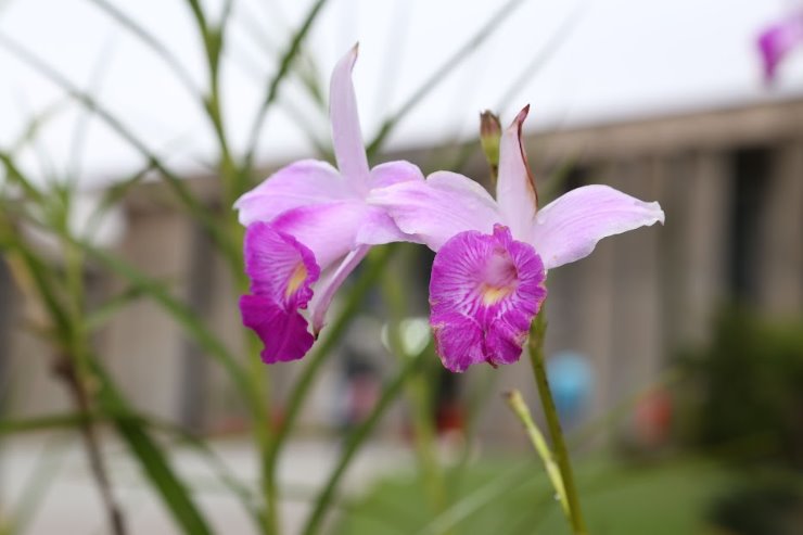 Imagem: Assembleia Legislativa celebra os 50 anos da Igreja Assembleia de Deus de Mato Grosso do Sul  