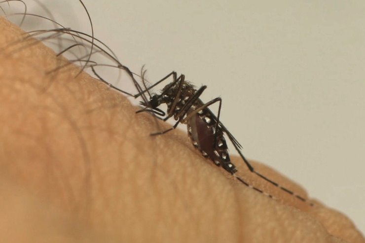 Imagem: O médico ressalta também que é necessária ficar atento nos casos de dengue em idosos, pessoas com comorbidades e em crianças pequenas, os cuidados devem ser redobrados