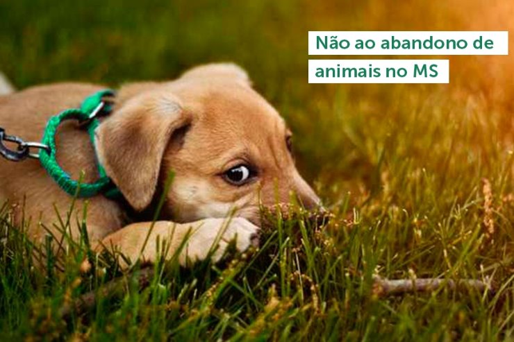 Imagem: Dezembro Verde foi instituído em Mato Grosso do Sul por força da Lei 5.392/2019