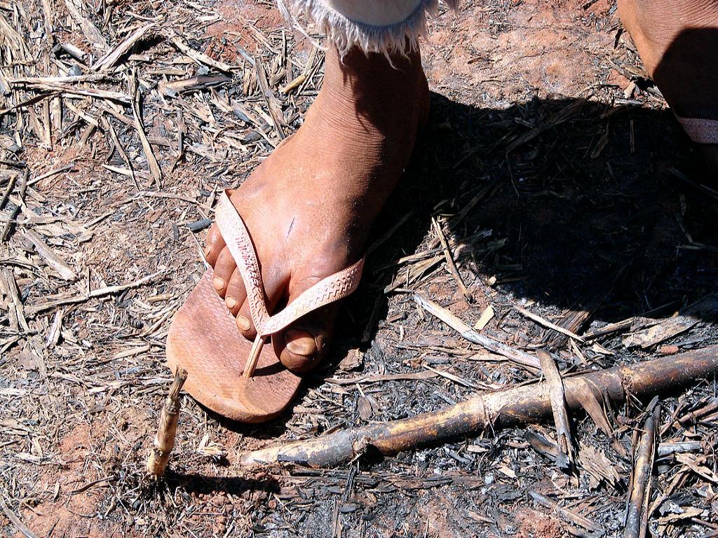 Imagem: Operação conjunta do MPT e DRT flagra trabalho degradante em canaviais