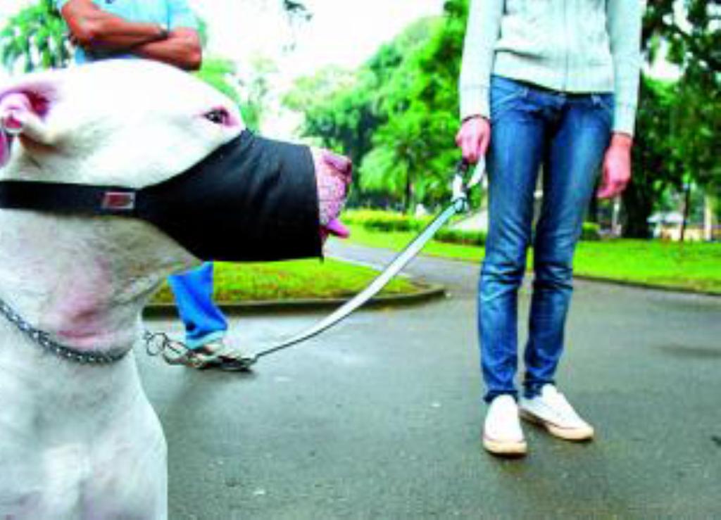 Imagem: Focinheira e enforcador são exigidos em cães de raças perigosas, como o pit bull.